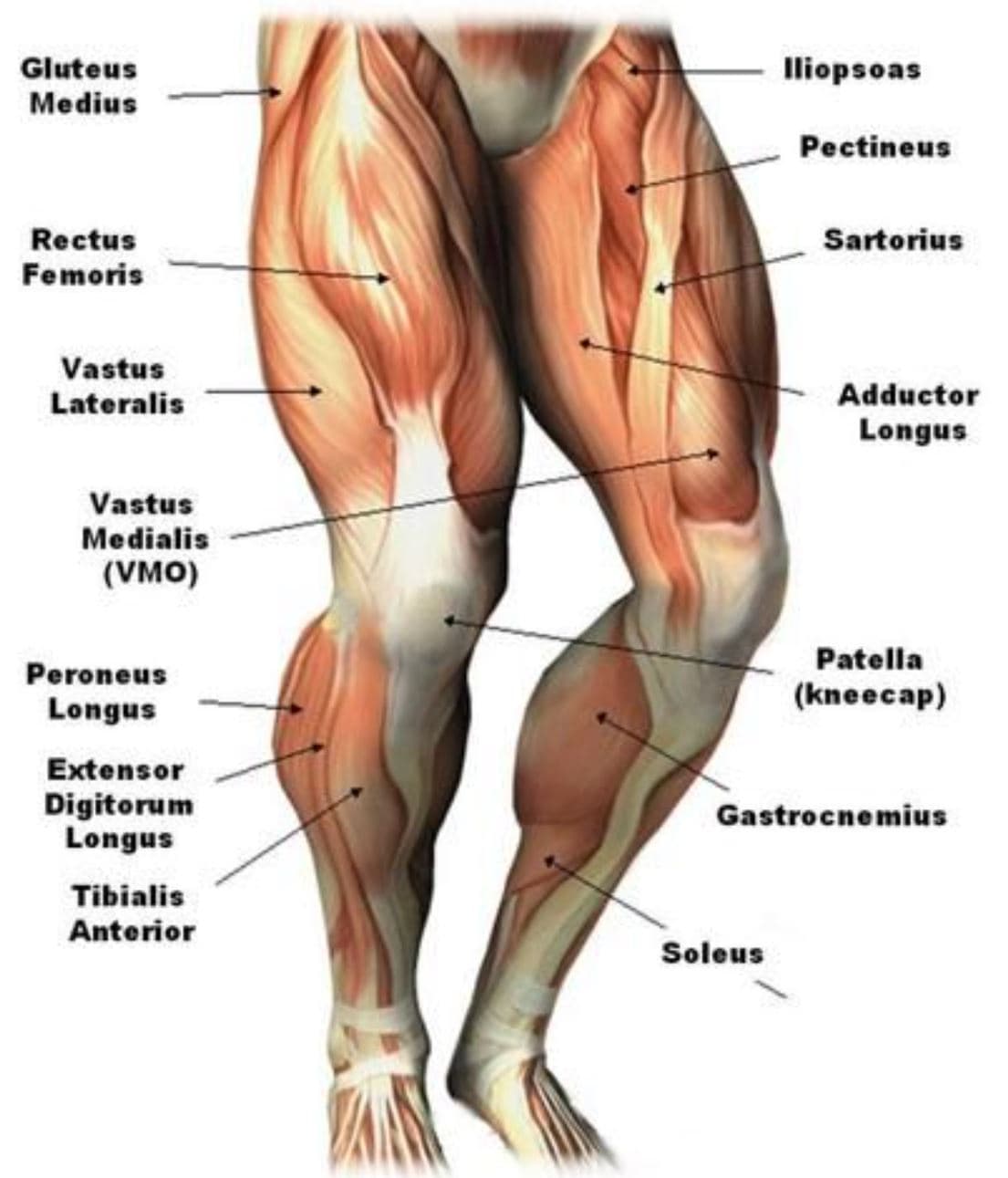 lower body muscles anatomy